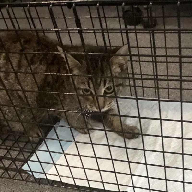 A baby small-sized male Gray / Blue / Silver Domestic Short Hair cat named Madison for adoption in Montgomery, AL