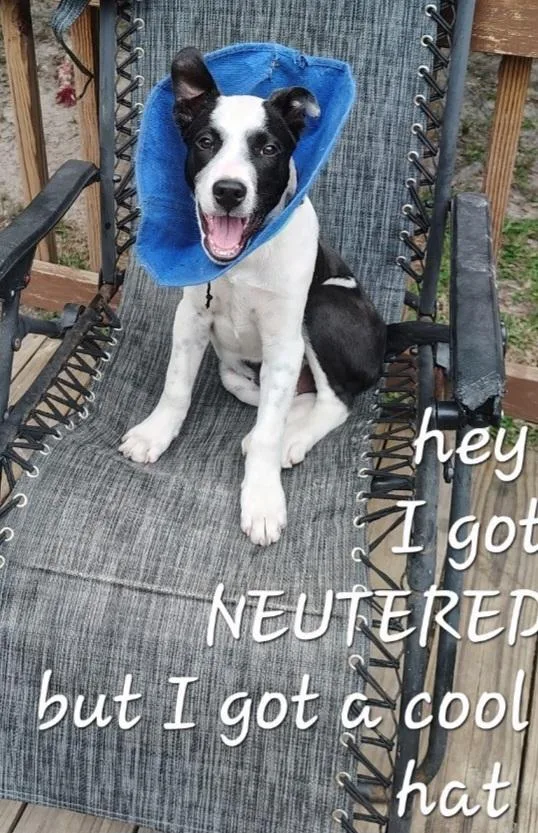 A baby medium-sized male Black Labrador Retriever dog named Sb for adoption in Houston, TX