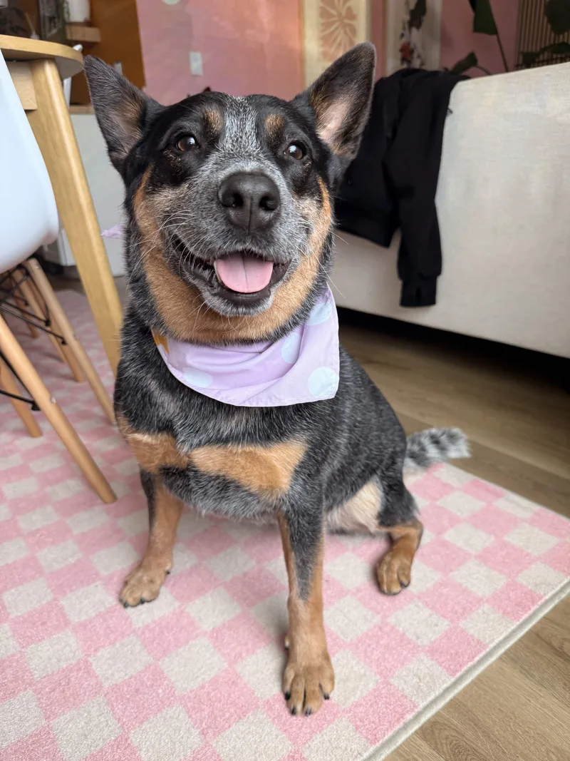 A young medium-sized female Australian Cattle Dog / Blue Heeler dog named Harley for adoption in Mount Vernon, WA