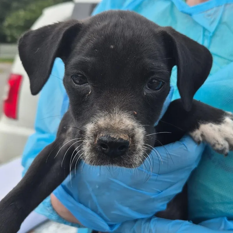 A baby small-sized female Black Mixed Breed dog named Camille for adoption in Corinth, MS