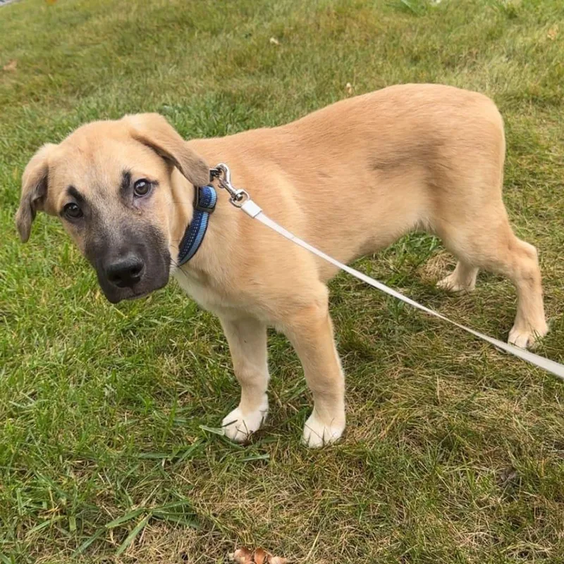 A baby medium-sized male Shepherd dog named Charlie for adoption in Libertyville, IL