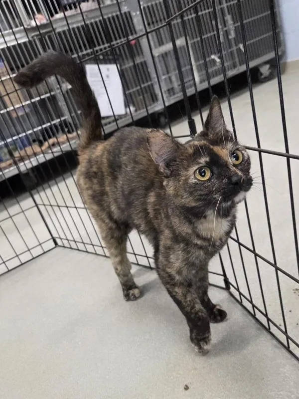 A young small-sized female Domestic Short Hair cat named Juno for adoption in Millersville, MD