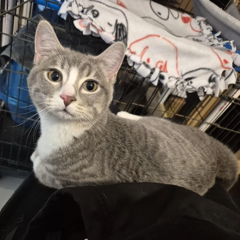 Scarlet C thumbnail 2