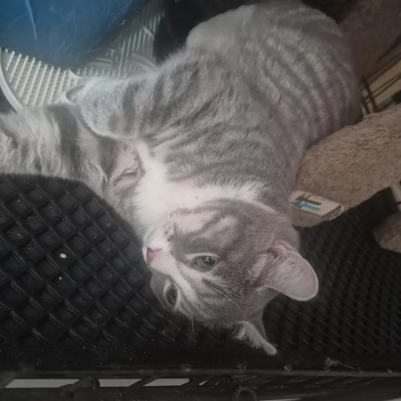 Scarlet C thumbnail 3