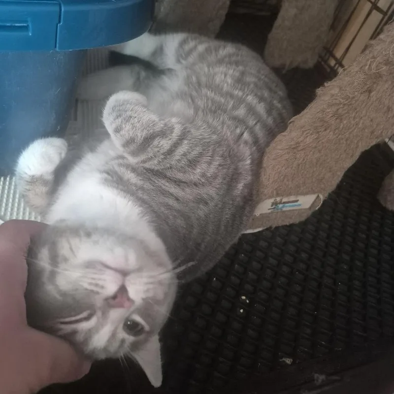 Scarlet C thumbnail 4