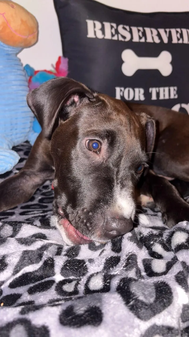 A baby medium-sized male American Staffordshire Terrier dog named Brusco for adoption in Houston, TX