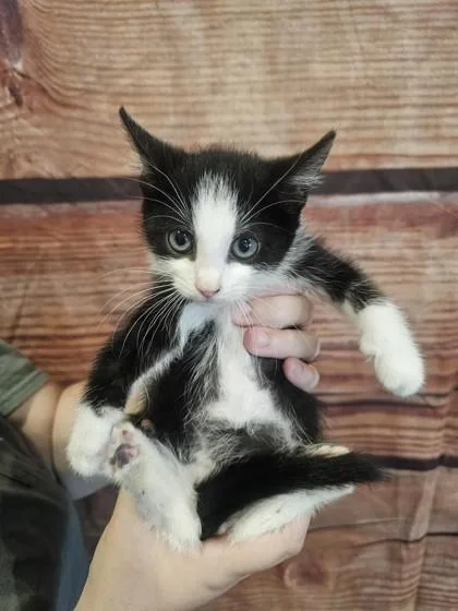 A baby small-sized male Domestic Short Hair cat named Dos for adoption in Paducah, KY