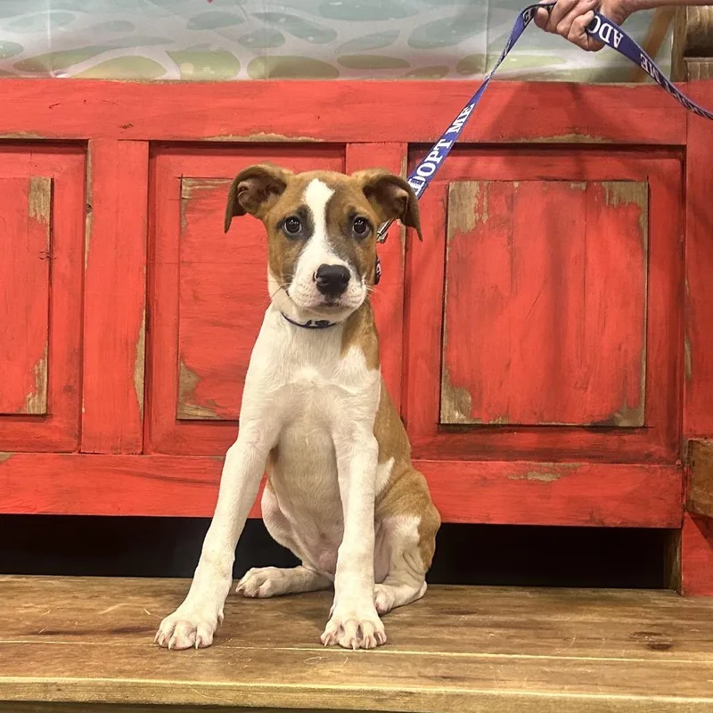 A baby small-sized male Brown / Chocolate Mixed Breed dog named FWT Edgar for adoption in Midland, TX