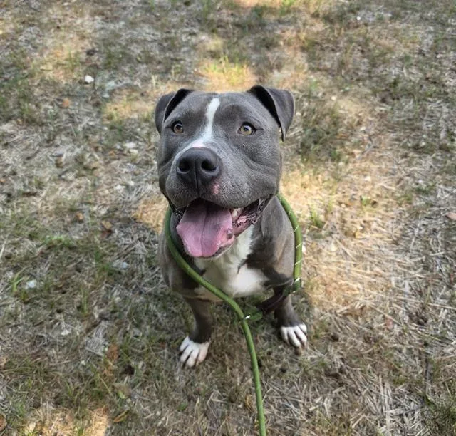 An adult extra large-sized male Pit Bull Terrier dog named Moses for adoption in Indianapolis, IN