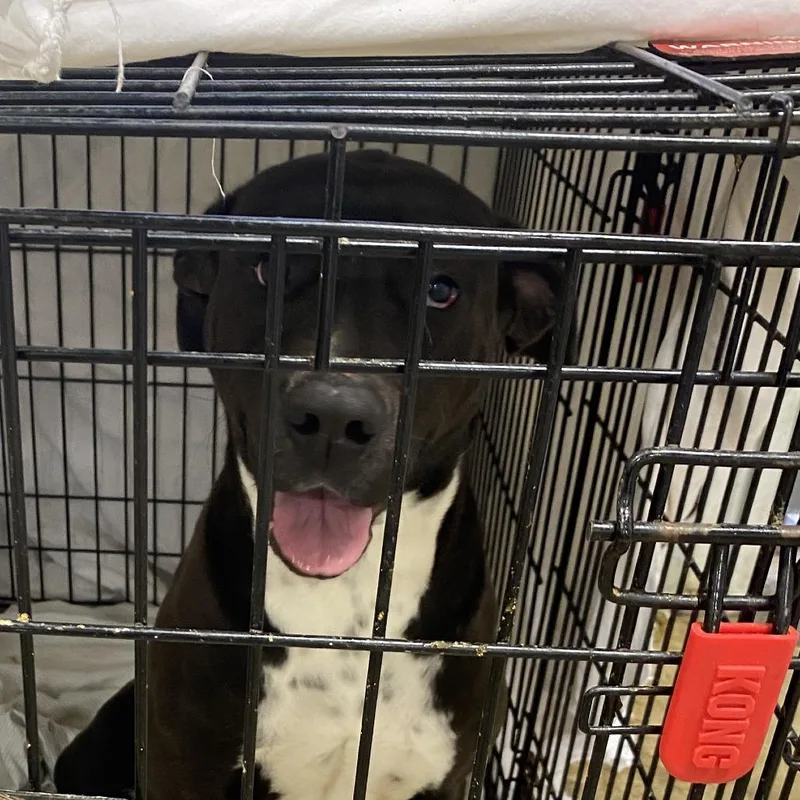 An adult large-sized female Black Pit Bull Terrier dog named Tina T for adoption in Tupelo, MS