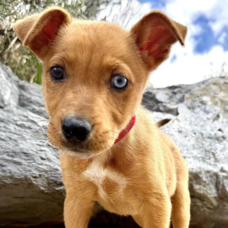 A baby small-sized female Yellow / Tan / Blond / Fawn Mixed Breed dog named Emma for adoption in Park City, UT