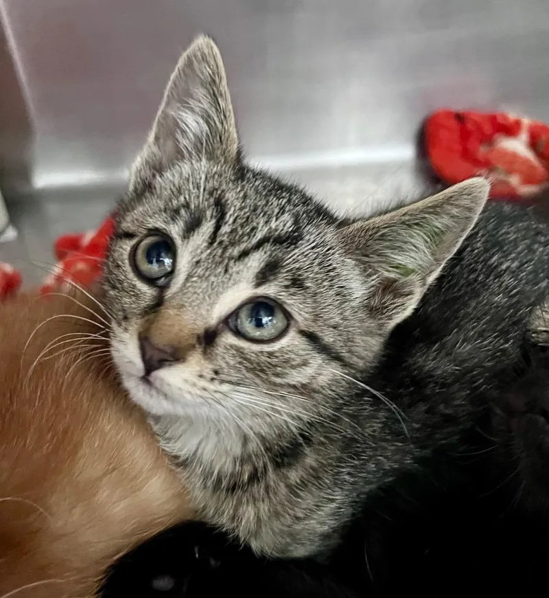 A baby medium-sized female Domestic Short Hair cat named Acton Bell for adoption in Cincinnati, OH