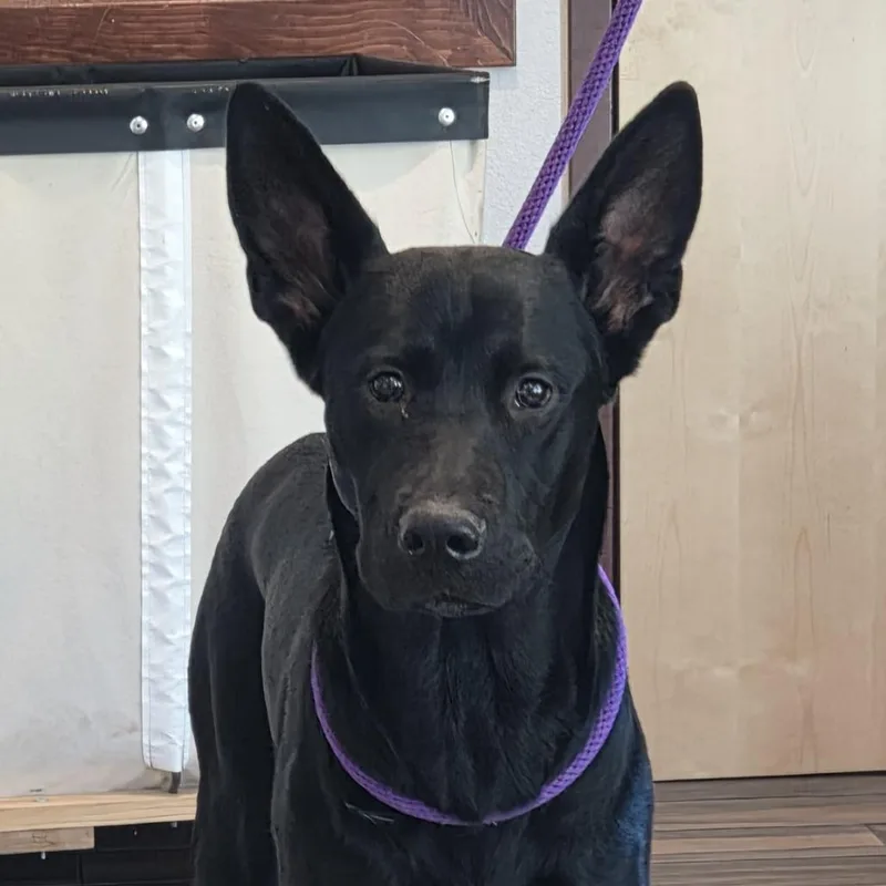 A young large-sized male German Shepherd Dog dog named Zeppelin for adoption in Reno, NV
