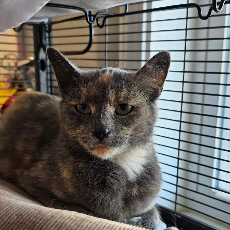 A young medium-sized female Calico Domestic Short Hair cat named Cheese Danish for adoption in Muncie, IN