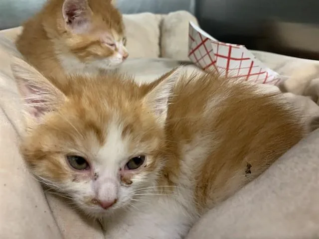 A baby small-sized female Domestic Short Hair cat named Flakes for adoption in Grand Prairie, TX