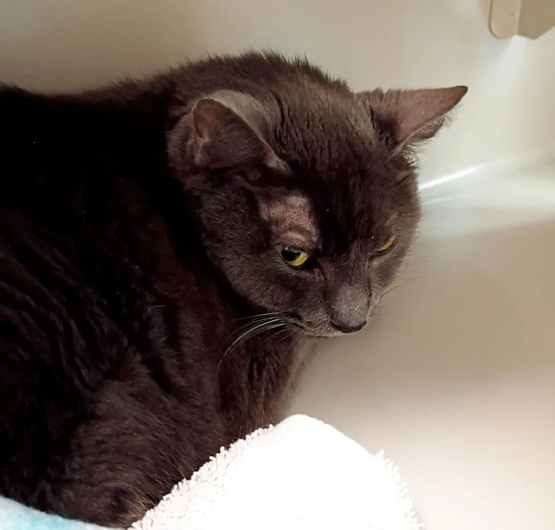 An adult small-sized female Domestic Short Hair cat named Queen for adoption in Las Vegas, NV