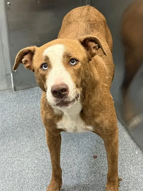 A young medium-sized female Mixed Breed dog named Roadrunner for adoption in Dallas, TX