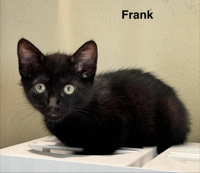 A baby medium-sized male Black Domestic Short Hair cat named Frank .. for adoption in Apopka, FL
