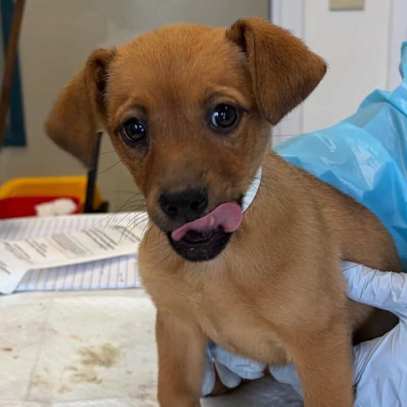A baby small-sized female Yellow / Tan / Blond / Fawn Terrier dog named Beans for adoption in Nashville, TN