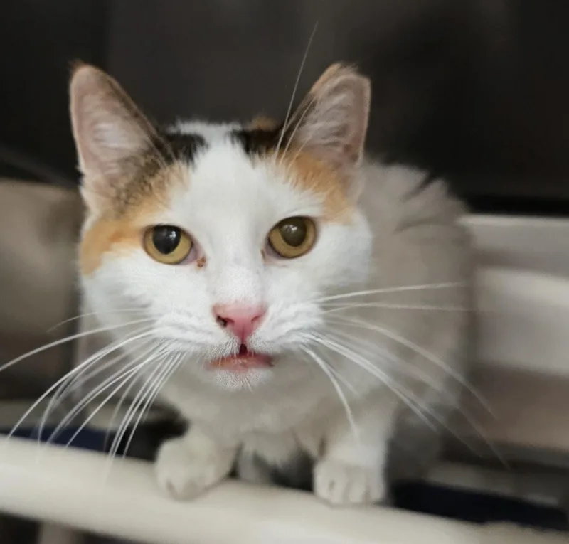 A senior medium-sized female Calico Domestic Short Hair cat named Betsy for adoption in Amityville, NY