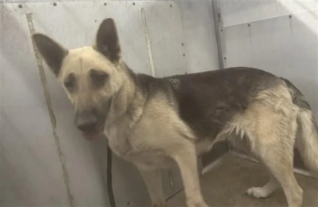 An adult large-sized female German Shepherd Dog dog named Snickers for adoption in San Bernardino, CA