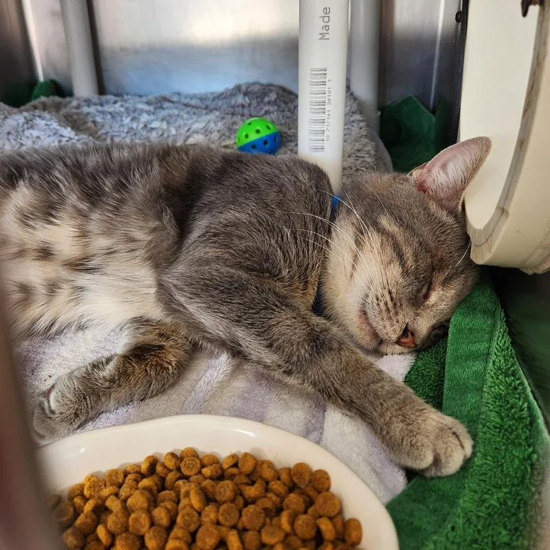 An adult large-sized male Gray / Blue / Silver Domestic Short Hair cat named Oregano for adoption in Delaware, OH