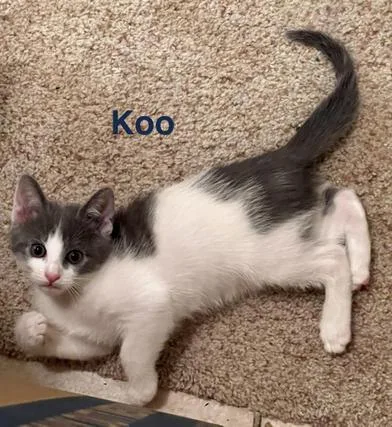 Koo thumbnail 6