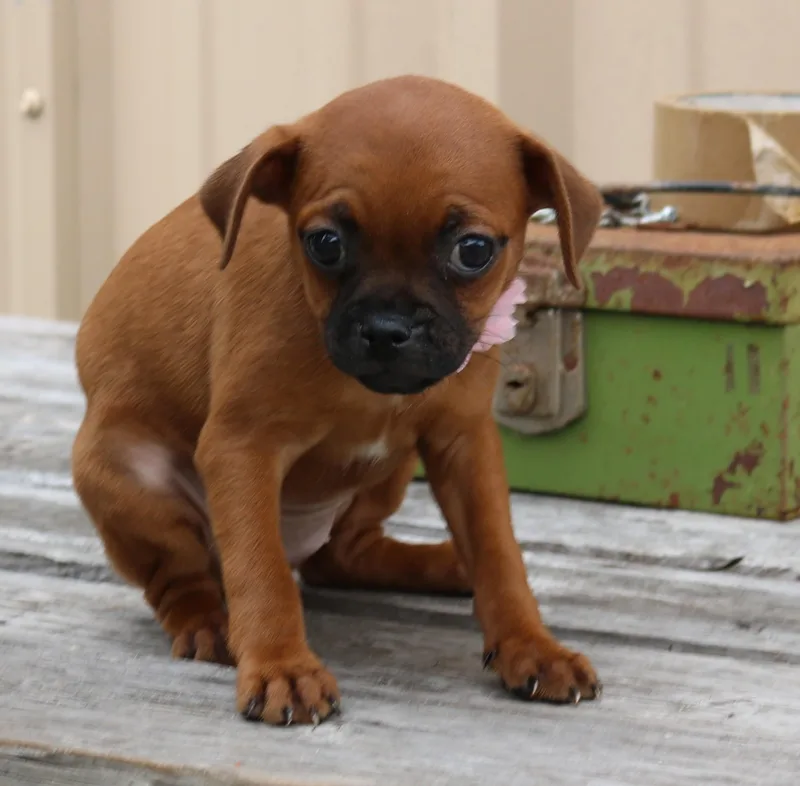 Cinnamon thumbnail 2