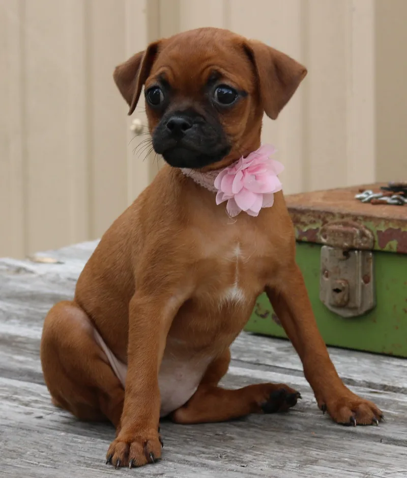 Cinnamon thumbnail 3