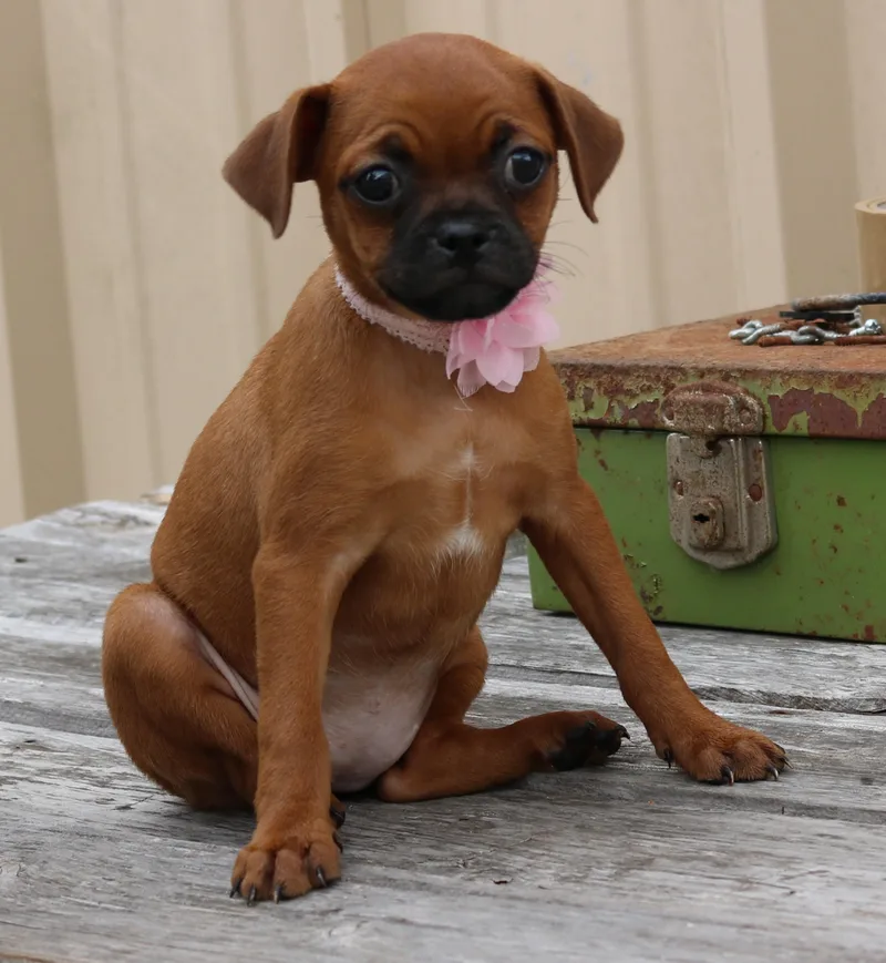 Cinnamon thumbnail 4