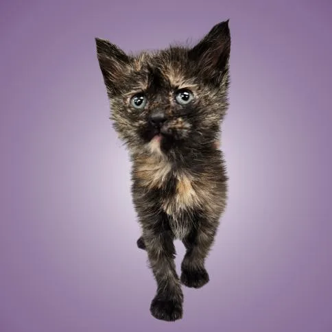 A baby small-sized female Black Domestic Short Hair cat named Dumpling for adoption in Austin, TX