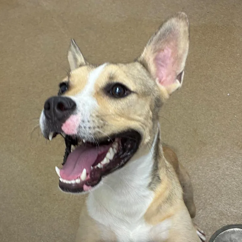 A young medium-sized male Yellow / Tan / Blond / Fawn Terrier dog named Commando for adoption in Corpus Christi, TX