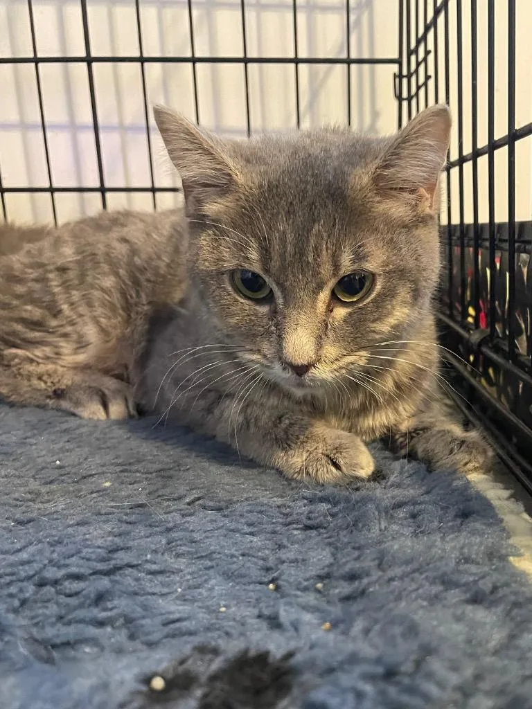 Milkshake thumbnail 2