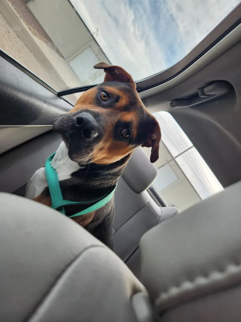 An adult medium-sized male Boxer dog named Cj for adoption in Colorado Springs, CO