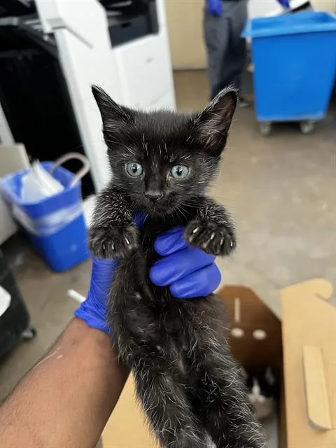 A baby medium-sized male Domestic Medium Hair cat named Simba for adoption in Dallas, TX