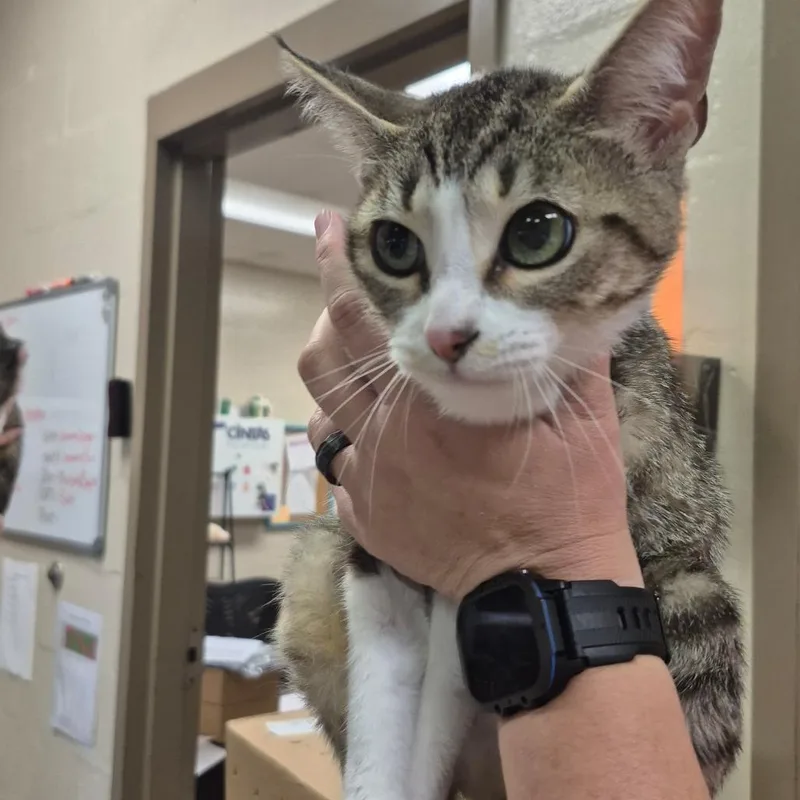 An adult medium-sized female White Domestic Short Hair cat named Lilac for adoption in Birmingham, AL
