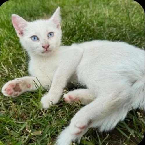 A baby small-sized male White Domestic Short Hair cat named Ringo for adoption in Othello, WA