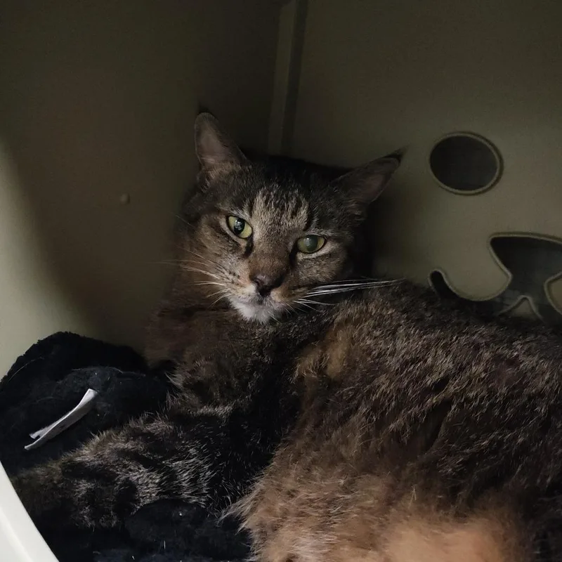 A senior large-sized female Brown / Chocolate Domestic Short Hair cat named Harley for adoption in Titusville, FL