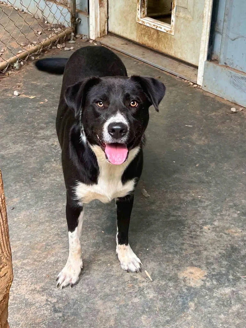 A young large-sized male Mixed Breed dog named Milo for adoption in Covington, GA