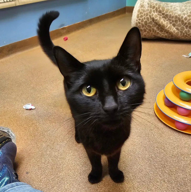 A young small-sized female Black Domestic Short Hair cat named Mellow Monkey for adoption in Norwalk, CT