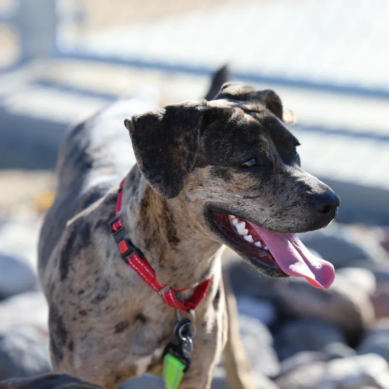 A young medium-sized female Brown / Chocolate Mixed Breed dog named 111921 for adoption in Las Cruces, NM