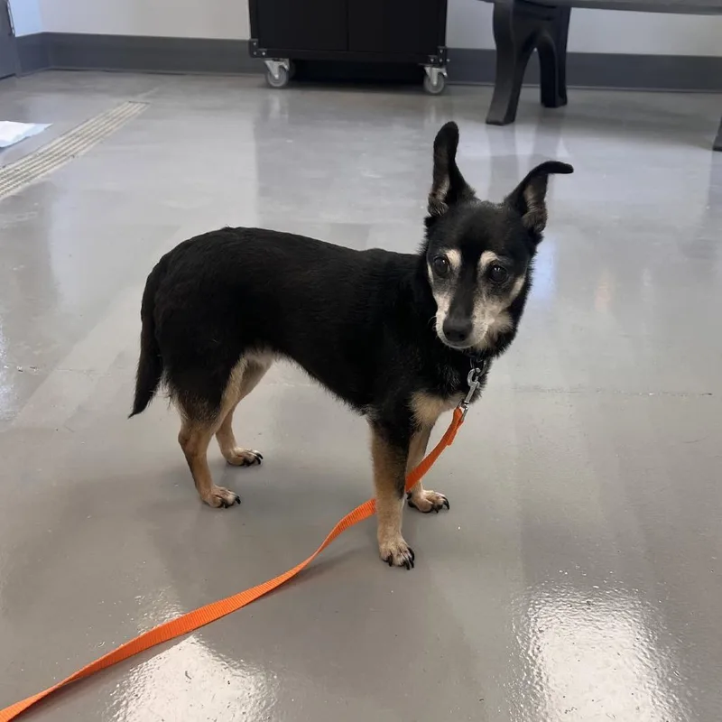 A senior small-sized female Black Terrier dog named Juicy for adoption in Georgetown, KY
