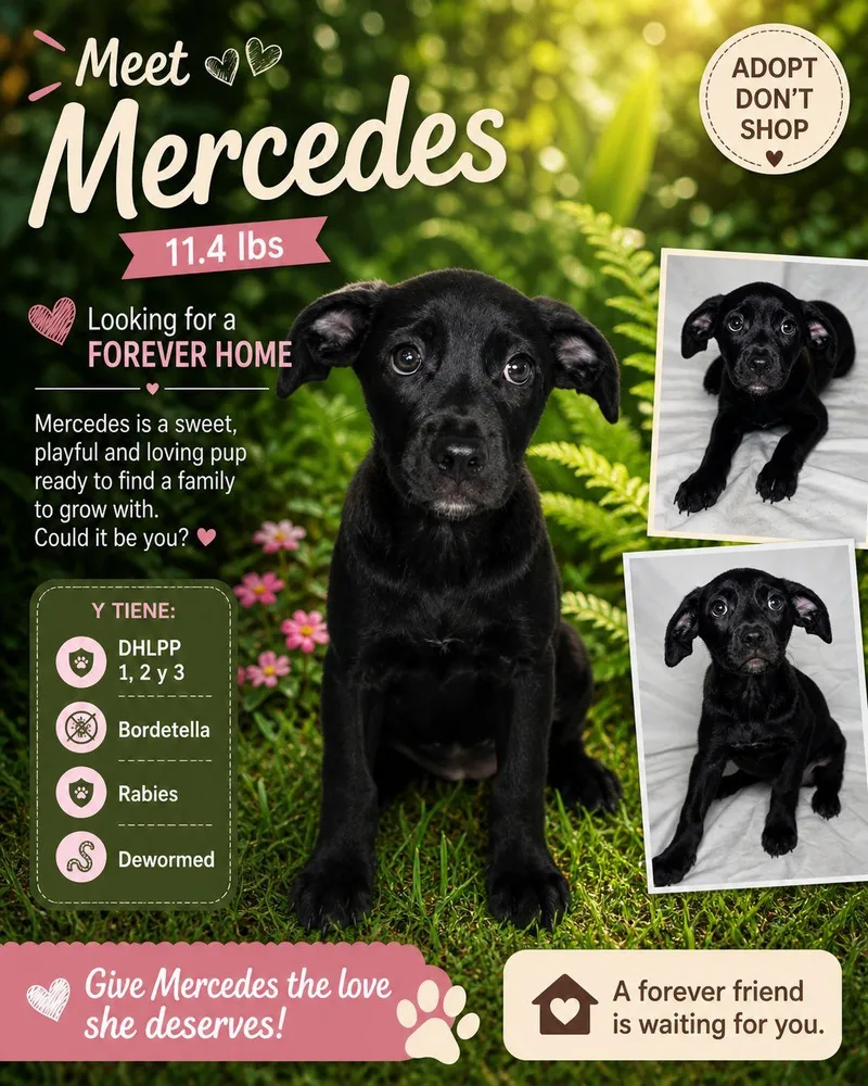 A baby medium-sized female Mixed Breed dog named Mercedes for adoption in Jenkintown, PA