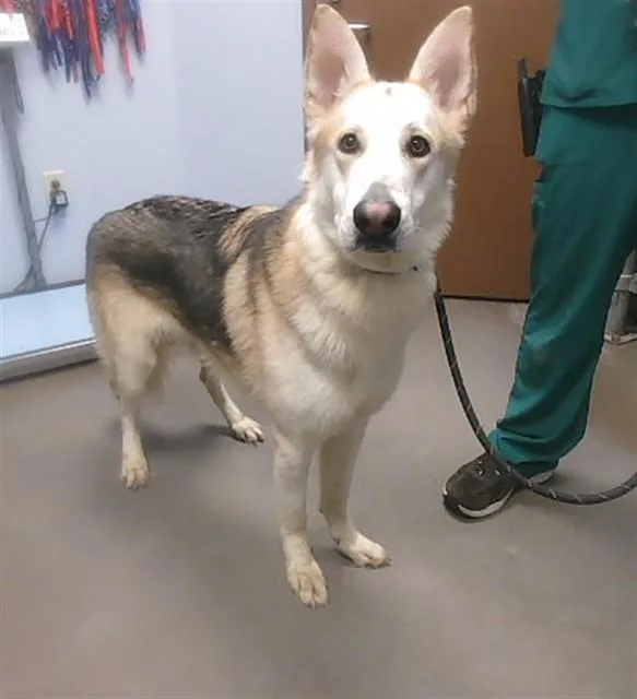 An adult large-sized male German Shepherd Dog dog named Bouncer for adoption in Phoenix, AZ
