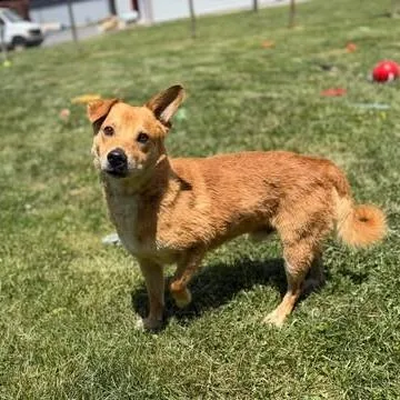An adult medium-sized male Golden Cardigan Welsh Corgi dog named Buckley for adoption in Fairfax Station, VA