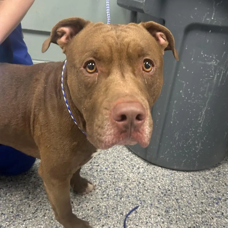 An adult medium-sized male Red / Chestnut / Orange Retriever dog named Cheez Whiz for adoption in Greenville, SC