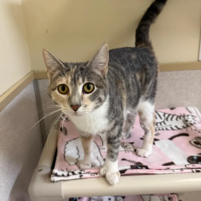 An adult medium-sized female Calico Extra-Toes Cat / Hemingway Polydactyl cat named Paisley for adoption in Naperville, IL