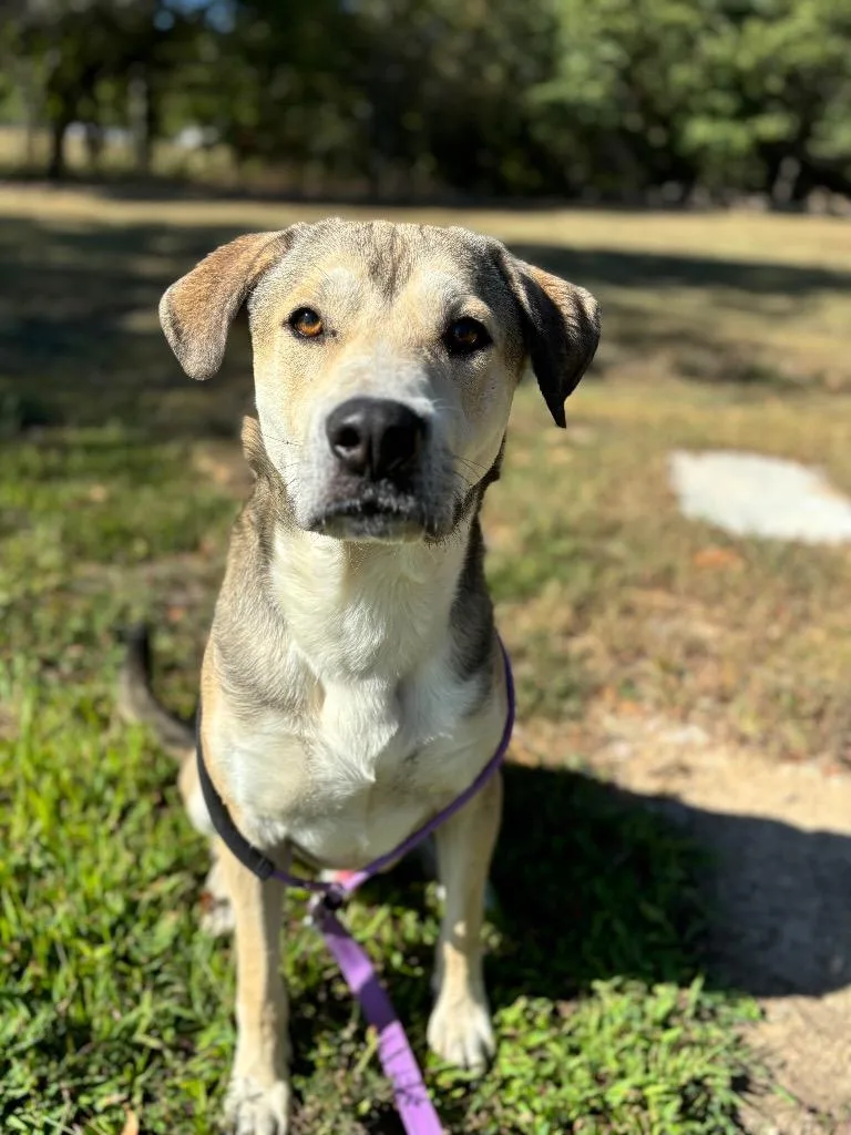 Pork Chop thumbnail 2