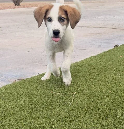 A baby medium-sized male Yellow / Tan / Blond / Fawn Labrador Retriever dog named Pumba for adoption in Henderson, NV
