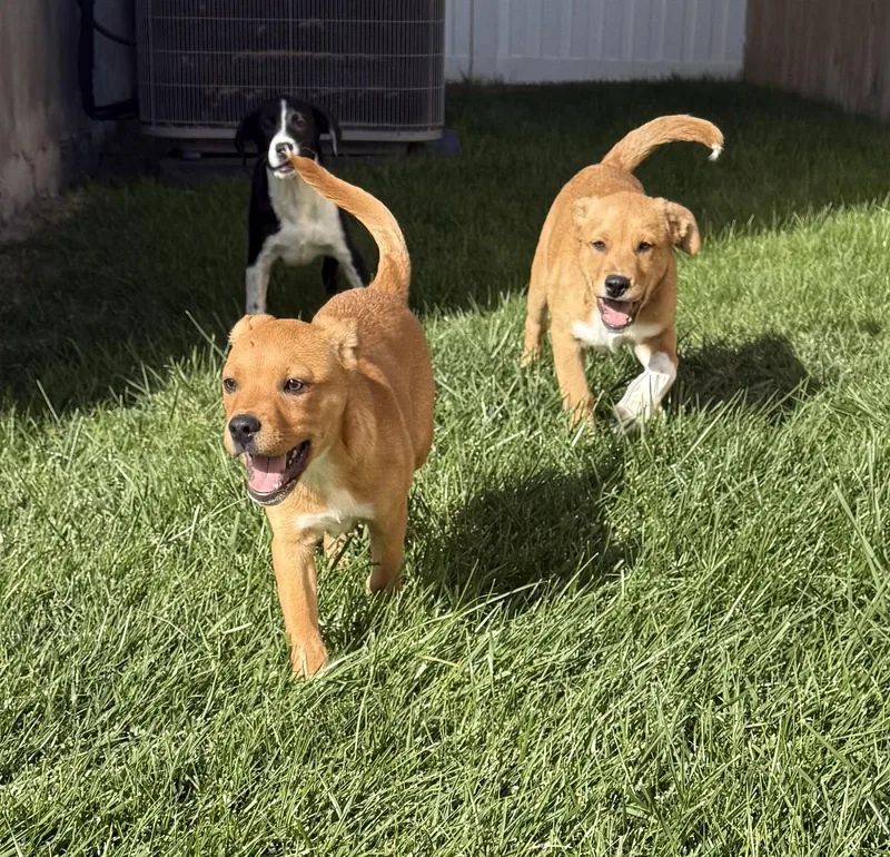 A baby medium-sized male Labrador Retriever dog named Cordell Walker for adoption in Salt Lake City, UT